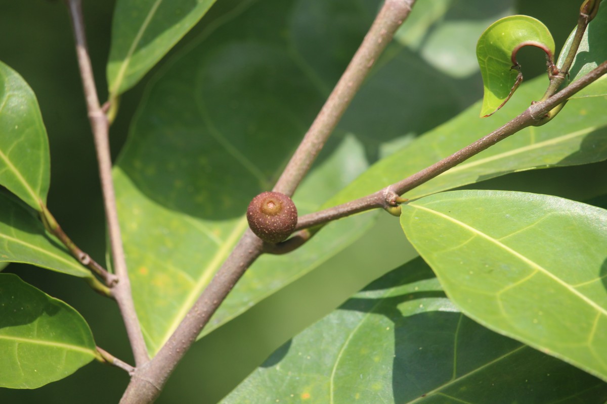 Ficus tinctoria subsp. gibbosa (Blume) Corner